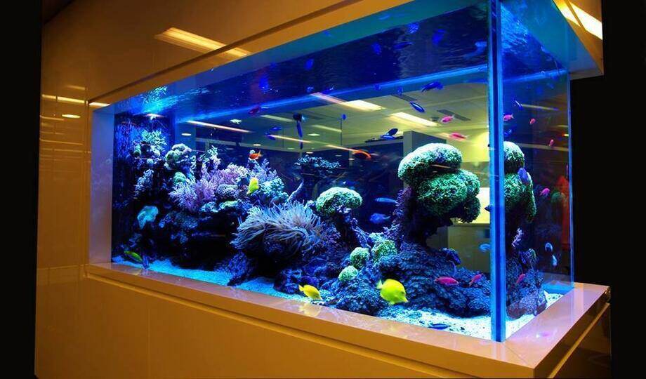 a carbon filtered aqurium full of fish with blue lighting